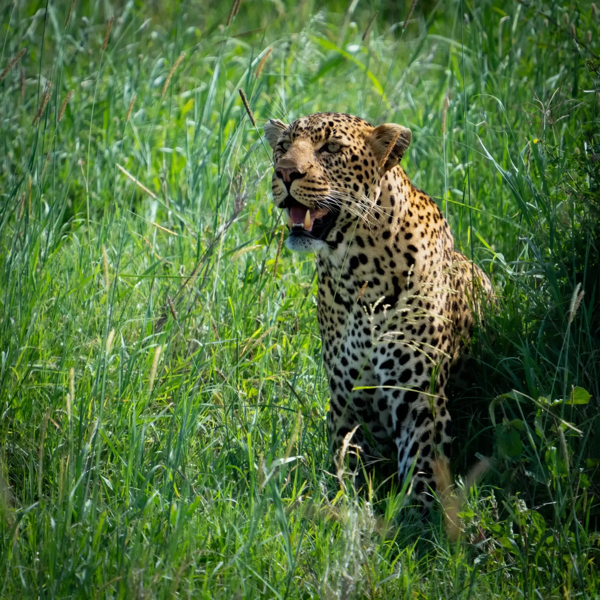 A leopard in tall green grass, photographed on the safari after the climb