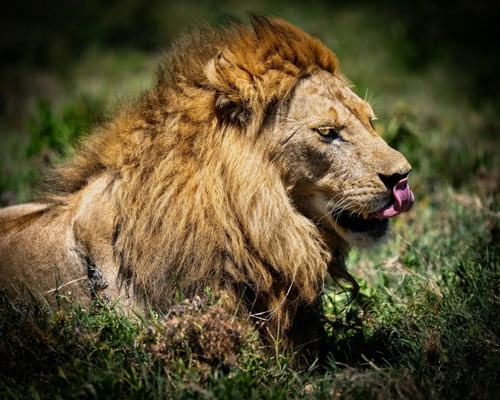A lion in tall grass, photographed on safari