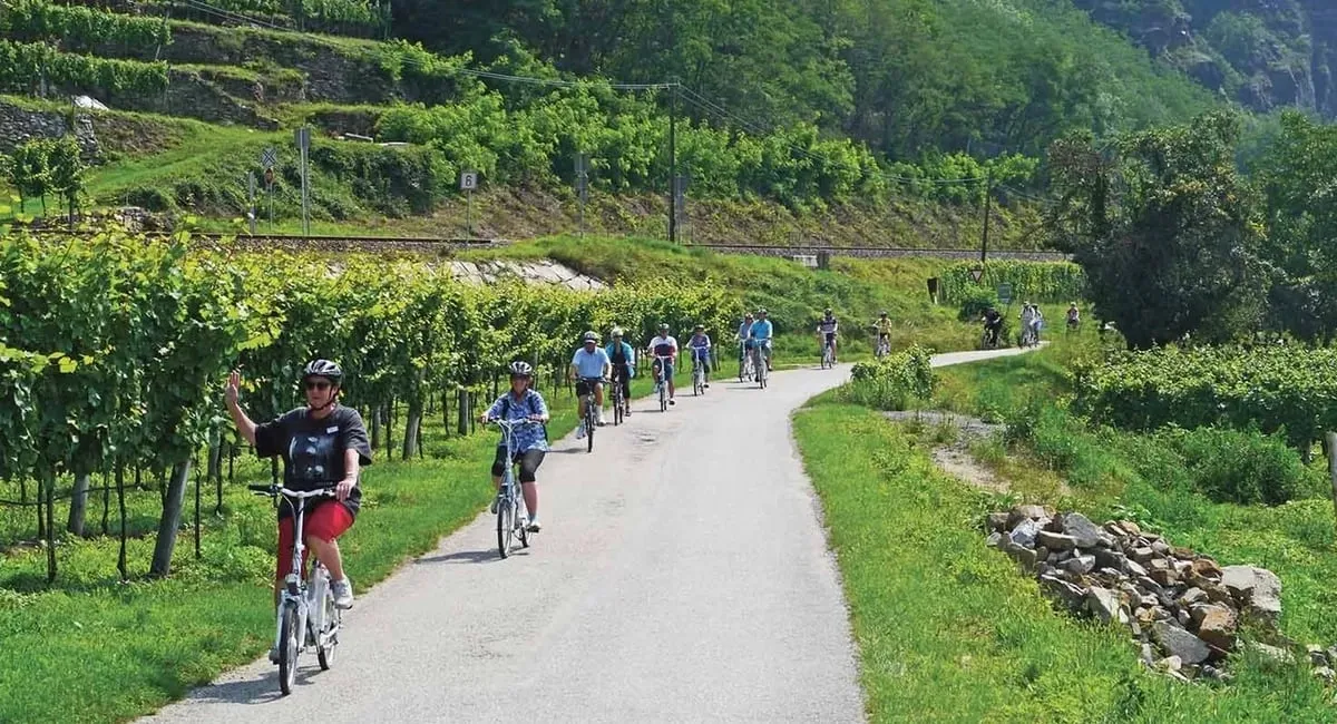 Cyclists on a paved path between terraced vineyards in Austria, on a Scenic river cruise outing